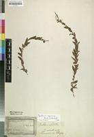 Type? of Epilobium bojeri Hausskn. [family ONAGRACEAE]