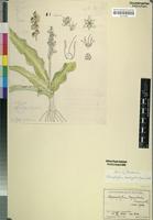 Original material of Chlorophytum kymatodes Suess. [family ANTHERICACEAE]