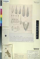 Isotype of Cyathula mollis C.C.Towns. [family AMARANTHACEAE]