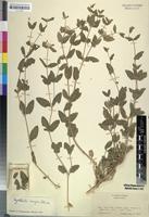 Isotype of Pandiaka wildii Suess. [family AMARANTHACEAE]