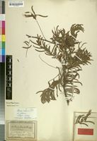 Isotype of Acacia sieberiana DC. [family LEGUMINOSAE-MIMOSOIDEAE]