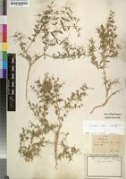 Fagonia indica in Global Plants on JSTOR