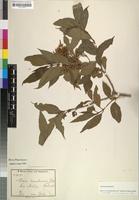 Isotype of Nuxia usambarensis Gilg [family BUDDLEJACEAE]