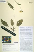 Isotype of Hieracium cryptocaesium Gottschl. [family ASTERACEAE]
