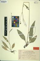Syntype of Hieracium cholanthum Omang [family ASTERACEAE]