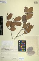 Holotype of Caraipa savannarum Kubitzki [family CLUSIACEAE]