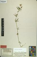 Type of Viola declinata Waldst. & Kit. [family VIOLACEAE]