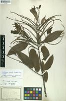 Original material of Castanea crenata Siebold & Zucc. [family FAGACEAE]