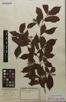 Original material of Stranvaesia digyna Siebold & Zucc. [family ROSACEAE]
