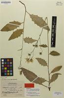 Lectotype of Hieracium vulgatum var. calvipedunculatum Zahn [family ASTERACEAE]