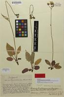 Holotype of Hieracium murorum f. francojurassicum Schneid. & Schack [family ASTERACEAE]