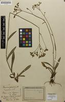 Syntype of Hieracium florentinum subsp. senescens Nägeli & Peter [family ASTERACEAE]