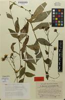 Isotype of Hieracium prenanthoides subsp. spennerianum Zahn [family ASTERACEAE]