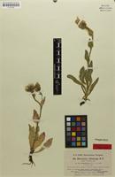 Isotype of Hieracium morisanum var. gromilae Zahn [family ASTERACEAE]