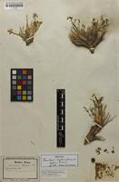 Isotype of Peucedanum hystrix Bunge ex Ledeb. [family APIACEAE]