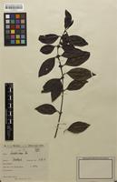 Filed as Lasianthus varians (Thwaites) Thwaites [family RUBIACEAE]