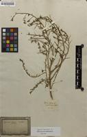 Filed as Lycium horridum Thunb. [family SOLANACEAE]