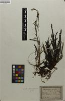 Type? of Myriophyllum spicatum var. fluitans Sendtn.; nom. nud. [family HALORAGACEAE]