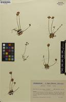 Type? of Androsace rioxana A.Segura [family PRIMULACEAE]