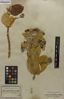 Filed as Calotropis procera (Aiton) R.Br. [family ASCLEPIADACEAE]