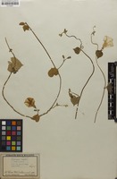 Type? of Ipomoea discolor Jacq. [family CONVOLVULACEAE]