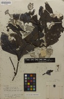 Syntype of Ptyssiglottis hirsuta Hallier f. [family ACANTHACEAE]