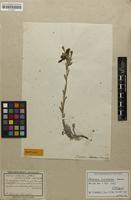 Holotype of Onosma cinerea Schreb. [family BORAGINACEAE]