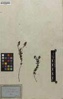 Filed as Veronica multifida L. [family SCROPHULARIACEAE]