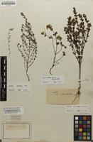 Original material of Euphrasia salisburgensis Funck ex Hoppe [family SCROPHULARIACEAE]