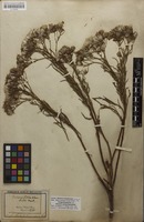 Isotype of Senecio schlechtendahlii Mart. ex Baker; nom. illeg. [family ASTERACEAE]