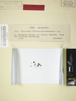 Syntype of Sclerotinia ploettneriana Kirschst. [family SCLEROTINIACEAE]