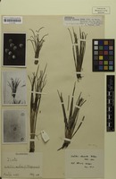 Type of Isoetes clavata U.Weber [family ISOETACEAE]