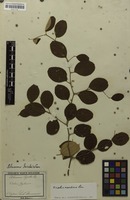 Filed as Ziziphus mauritiana Lam. [family RHAMNACEAE]