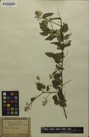 Syntype of Serjania confertiflora var. dasycephala Radlk. [family SAPINDACEAE]