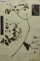 Syntype of Serjania comata Radlk. [family SAPINDACEAE]