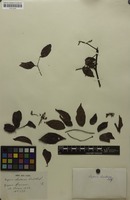 Isosyntype of Serjania chartacea Radlk. [family SAPINDACEAE]