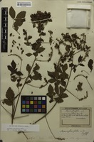 Syntype of Serjania fuscifolia Radlk. [family SAPINDACEAE]