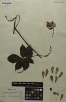 Isosyntype of Serjania pyramidata Radlk. [family SAPINDACEAE]