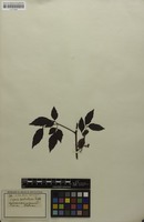 Isosyntype of Serjania pedicellaris Radlk. [family SAPINDACEAE]