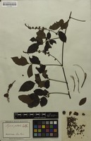 Syntype of Serjania paleata Radlk. [family SAPINDACEAE]