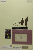 Syntype of Paullinia firma Radlk. [family SAPINDACEAE]