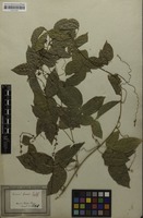 Syntype of Serjania tenuis Radlk. [family SAPINDACEAE]