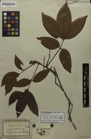Isotype of Paullinia interrupta Benth. [family SAPINDACEAE]