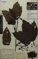 Syntype of Paullinia sorbilis Mart. [family SAPINDACEAE]