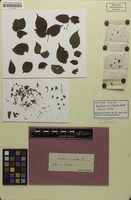 Syntype of Paullinia urvilleoides Radlk. [family SAPINDACEAE]