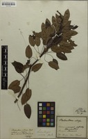 Holotype of Plectanthera ciliosa Mart. [family OCHNACEAE]