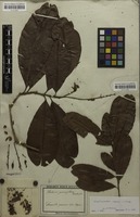 Original material of Godoya gemmiflora Mart. [family OCHNACEAE]