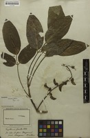 Lectotype of Erythrina falcata Benth. [family FABACEAE]
