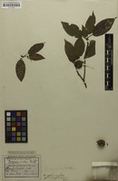 Filed as Docynia indica (Wall.) Decne. [family ROSACEAE]