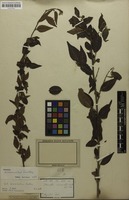 Isotype of Cotoneaster acuminatus Lindl. [family ROSACEAE]